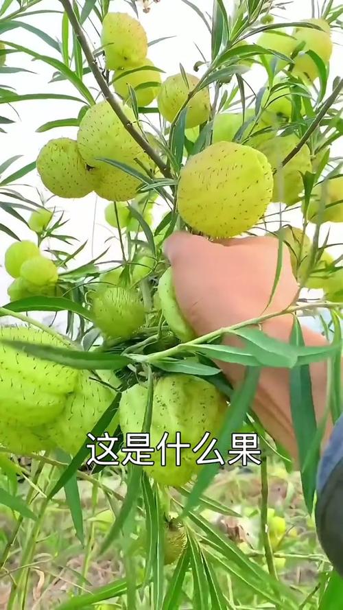 有毒的果子有哪些
