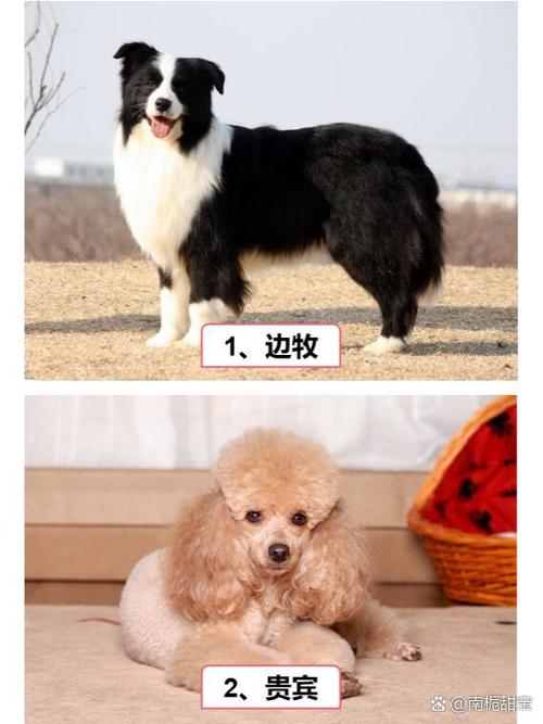 十大聪明犬排名