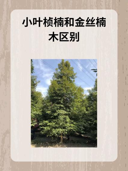 楠木分几种类型