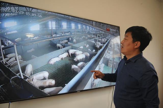 全自动化养猪场视频截图3