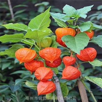 天果是什么药材
