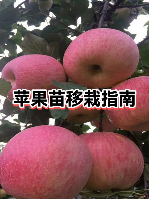 苹果搬家到苹果