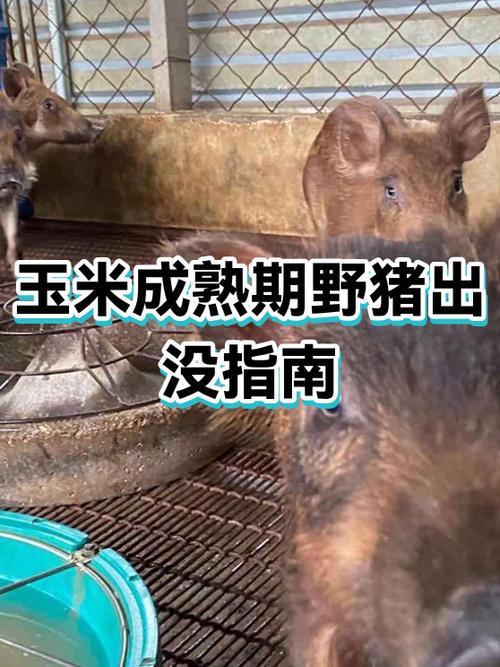 套野猪用哪种套最好