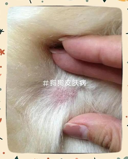 狗狗皮肤病会自愈吗