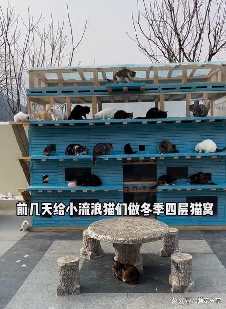 流浪猫猫窝上面写什么