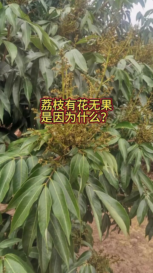 荔枝不结果怎么回事