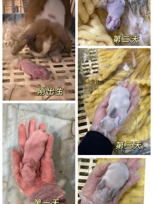 手机屏幕上养兔子软件