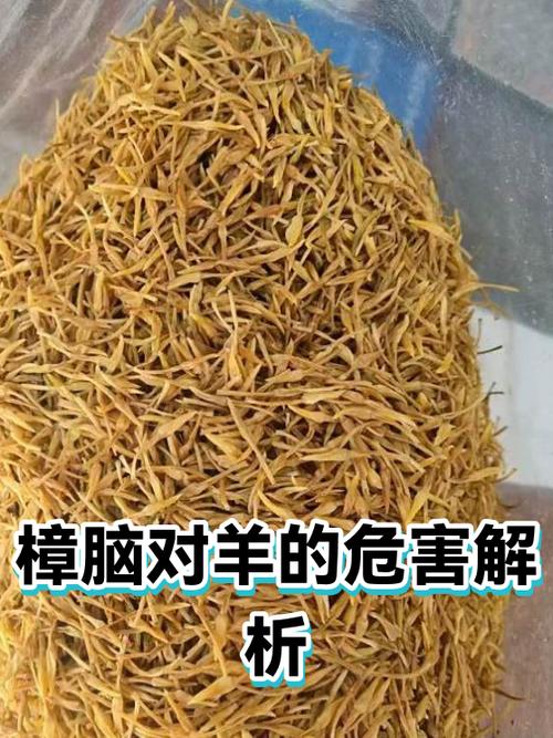 羊发抖打颤站不稳是什么原因
