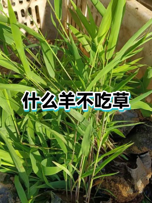 羊不吃什么草