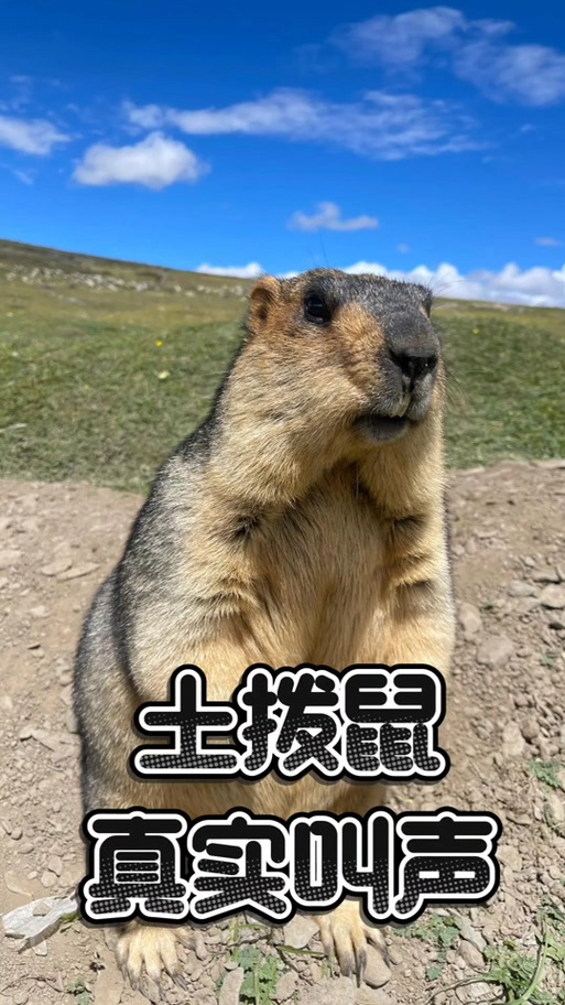 土拨鼠的梗怎么来的图标