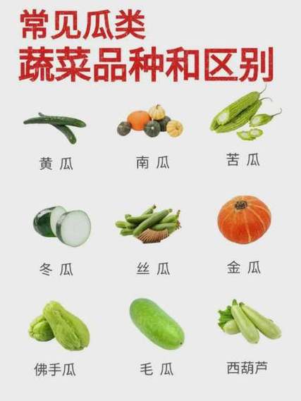 食用瓜的种类及图片