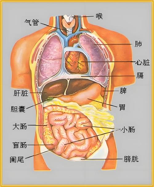 内脏器官分布图 内脏器官分布图