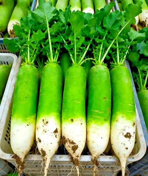 宅宅萝卜pvz最新版怎么下