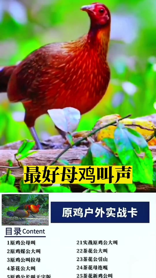 最好的母鸡下蛋叫声