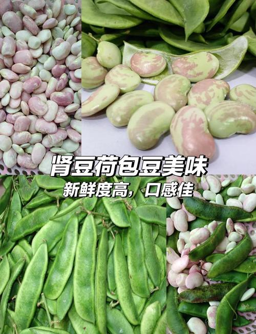 荷包豆图片