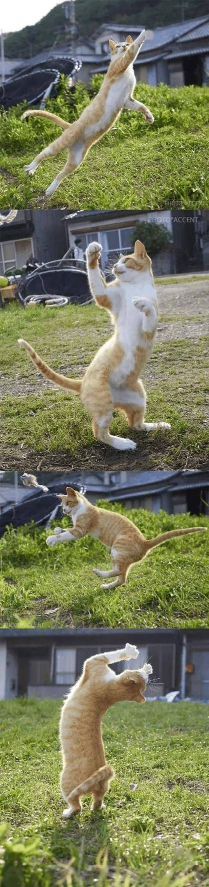网飞猫正版