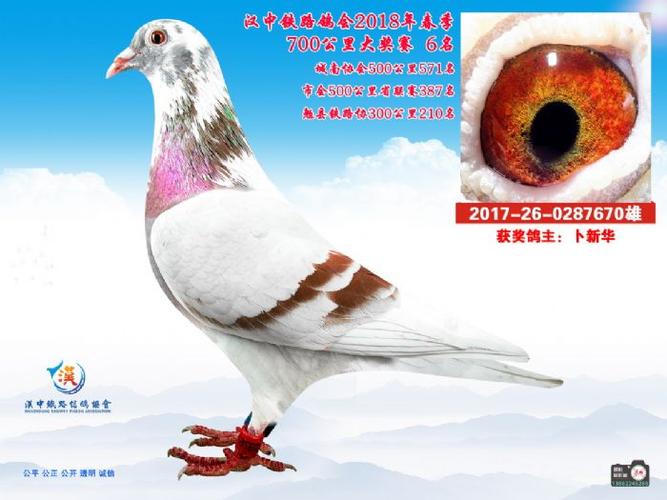 各地鸽会比赛截图1