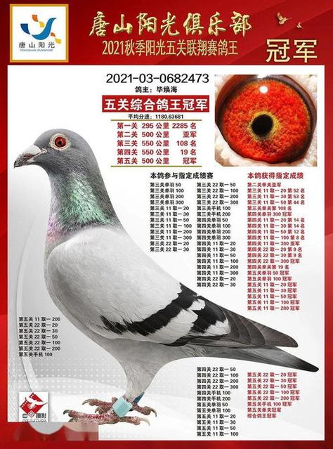各地鸽会比赛截图2