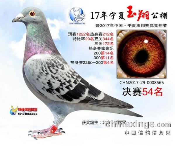 各地鸽会比赛截图3