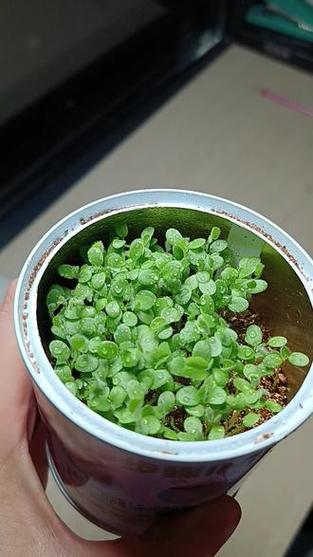 四叶草发芽截图3
