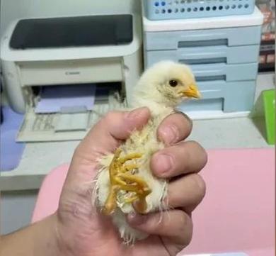小鸡有点红怎么回事