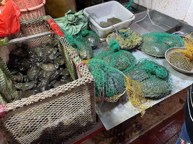 牛蛙批发市场在哪里