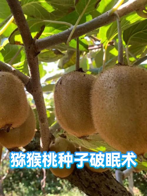 打破种子休眠的方法