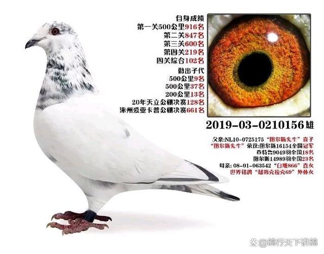 赛鸽头条成绩查询图标