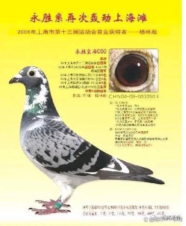 赛鸽头条成绩查询截图2