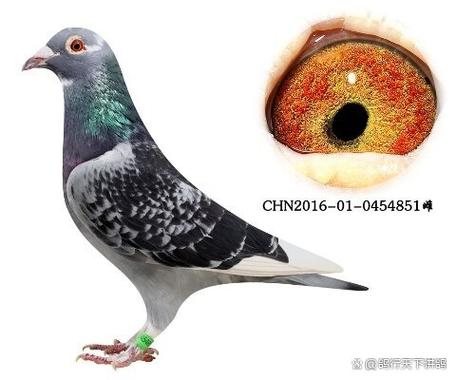 赛鸽头条成绩查询截图3