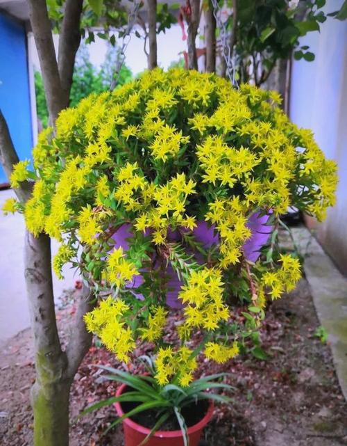垂盆草花图片