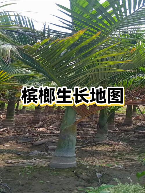 全球吃槟榔最多的国家
