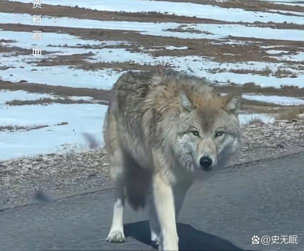 可可狼直装v4