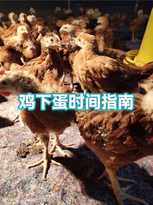 母鸡下蛋的玩法和规则