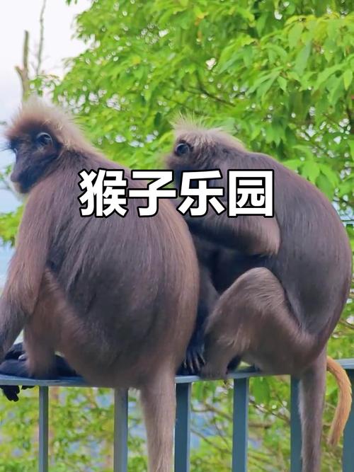 升旗山猴子