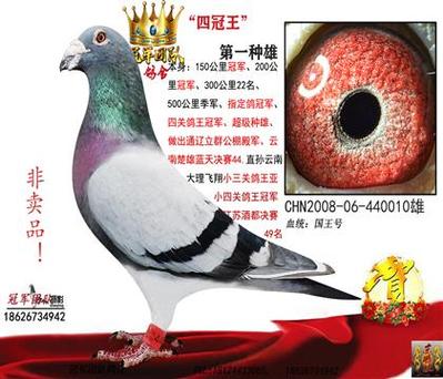 500个鸽舍名字大全