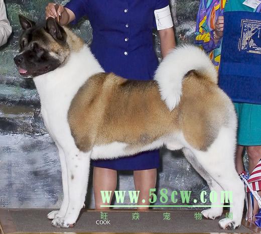 68犬证登录入口官网