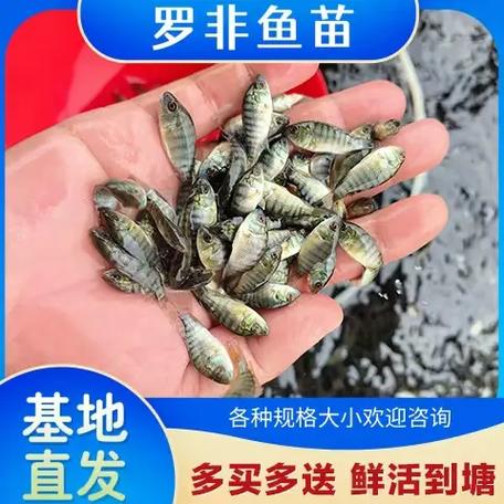 哪里有鱼苗批发