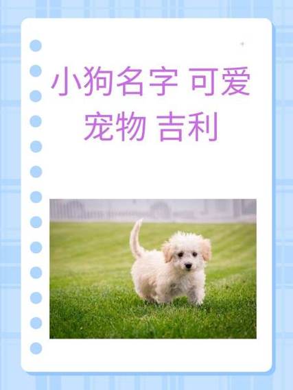 一生旺主人的狗名