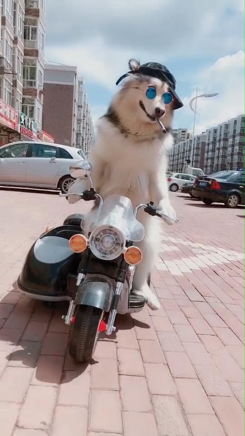 哈士奇开摩托车