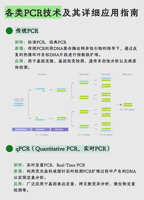 PCR反应过程
