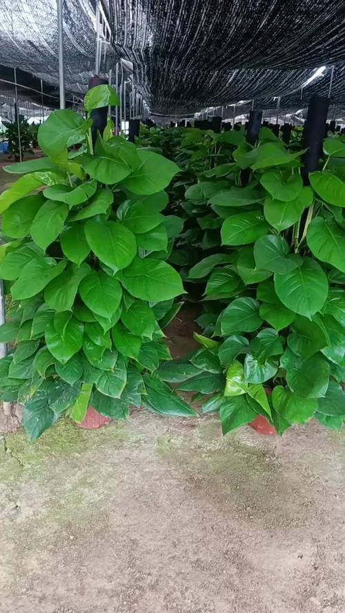 购买绿萝植物