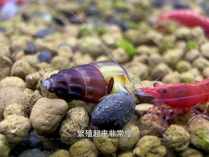 云养虾是什么