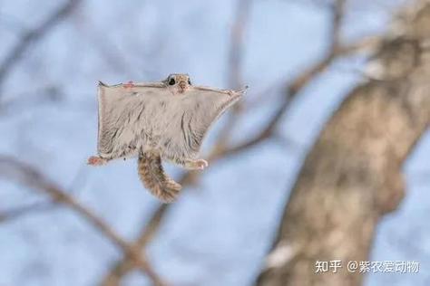 飞鼠映射app