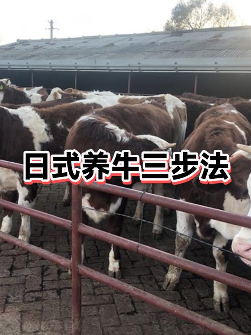 养牛方法和技术