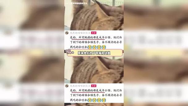 六只小猫能养得活吗