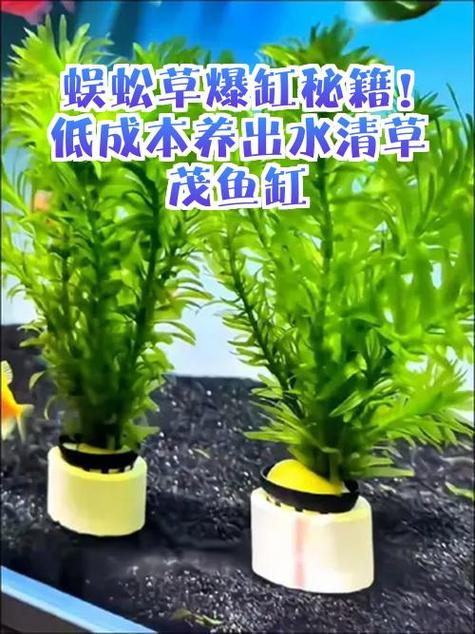 鱼缸里养什么能吃鱼粪