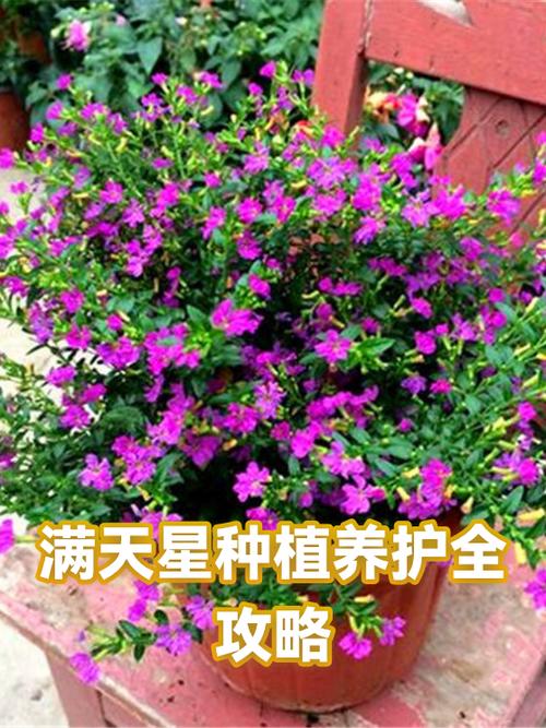 别人送的满天星花束怎么养