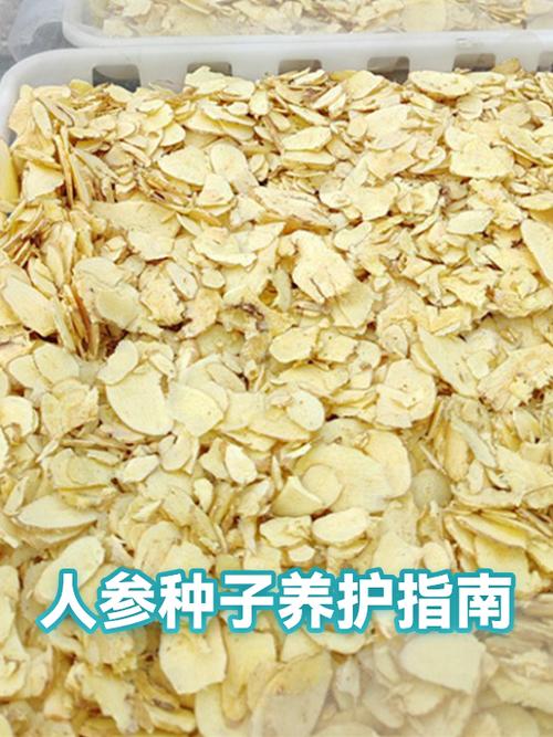 人参种子浸泡20天不发芽