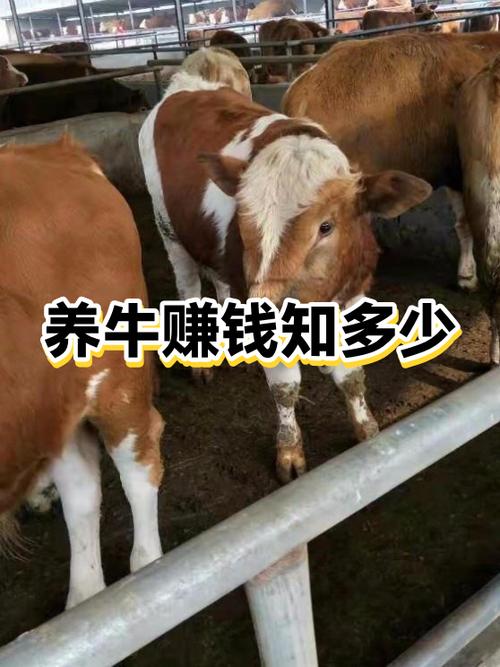 养牛真的能赚钱吗